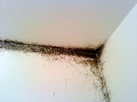 muffa-ponte-termico-02